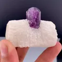 specimen video