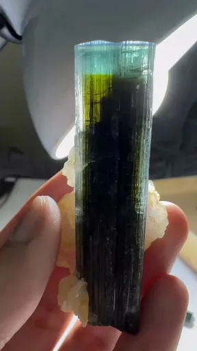 specimen video