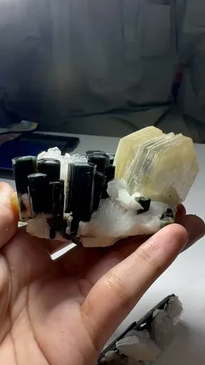 specimen video