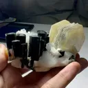 specimen video