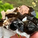 specimen video