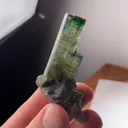 specimen video