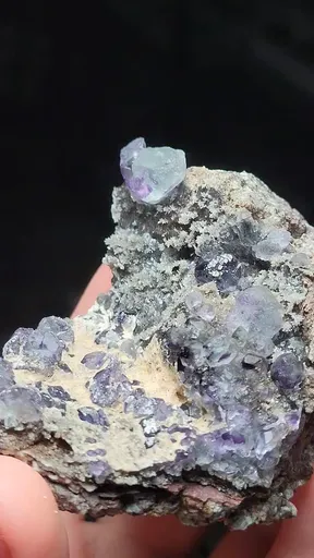 specimen video
