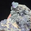specimen video