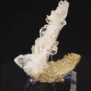 specimen video
