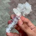 specimen video
