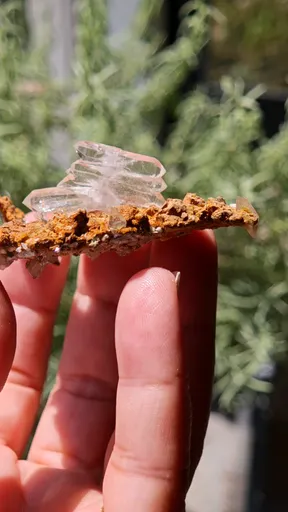 specimen video