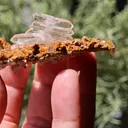 specimen video