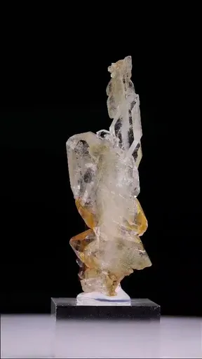 specimen video