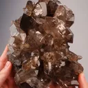 specimen video