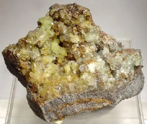 specimen