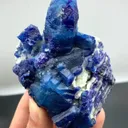 specimen video