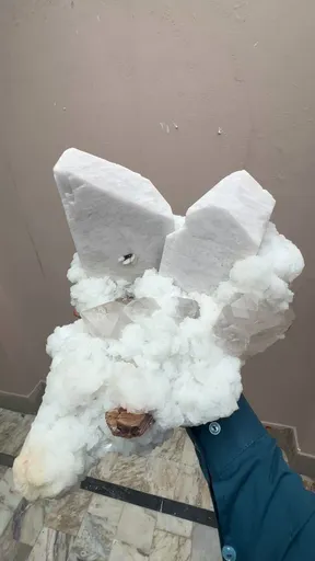 specimen video