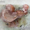 Feldspar with Apatite from Pakistan - image 2