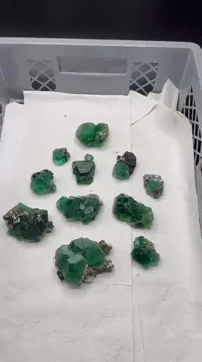 specimen video