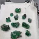 specimen video