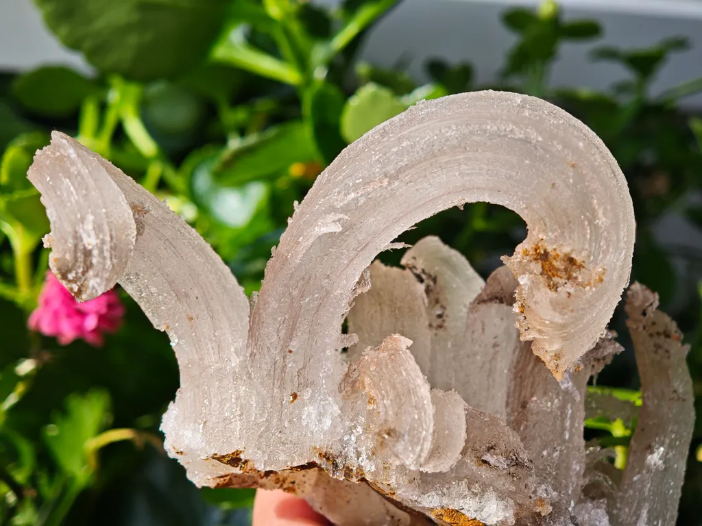 Fibrous Gypsum var. Selenite from Morocco. Beautifull ram’s-horn shape. Its organic fluid elegance is mesmerizing to anyone who sees it - image 7