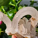 Fibrous Gypsum var. Selenite from Morocco. Beautifull ram’s-horn shape. Its organic fluid elegance is mesmerizing to anyone who sees it - image 7