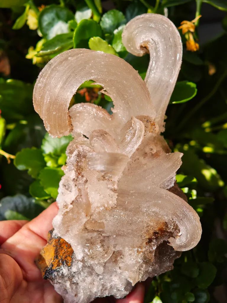Fibrous Gypsum var. Selenite from Morocco. Beautifull ram’s-horn shape. Its organic fluid elegance is mesmerizing to anyone who sees it - image 4