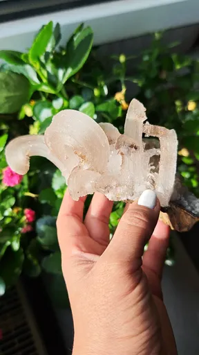 specimen video