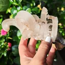 specimen video