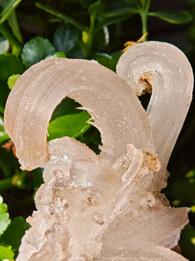 Fibrous Gypsum var. Selenite from Morocco. Beautifull ram’s-horn shape. Its organic fluid elegance is mesmerizing to anyone who sees it - image 2