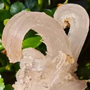 Fibrous Gypsum var. Selenite from Morocco. Beautifull ram’s-horn shape. Its organic fluid elegance is mesmerizing to anyone who sees it - image 2
