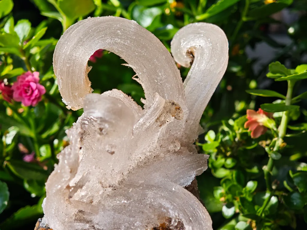 Fibrous Gypsum var. Selenite from Morocco. Beautifull ram’s-horn shape. Its organic fluid elegance is mesmerizing to anyone who sees it - image 8