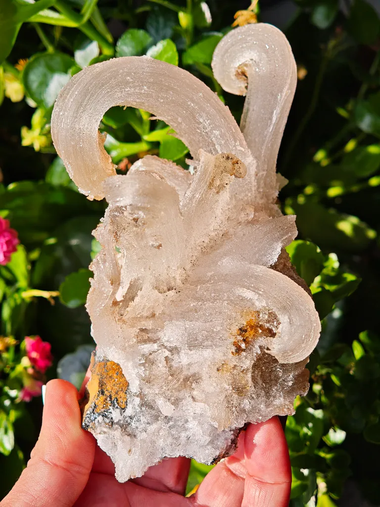 Fibrous Gypsum var. Selenite from Morocco. Beautifull ram’s-horn shape. Its organic fluid elegance is mesmerizing to anyone who sees it - image 10