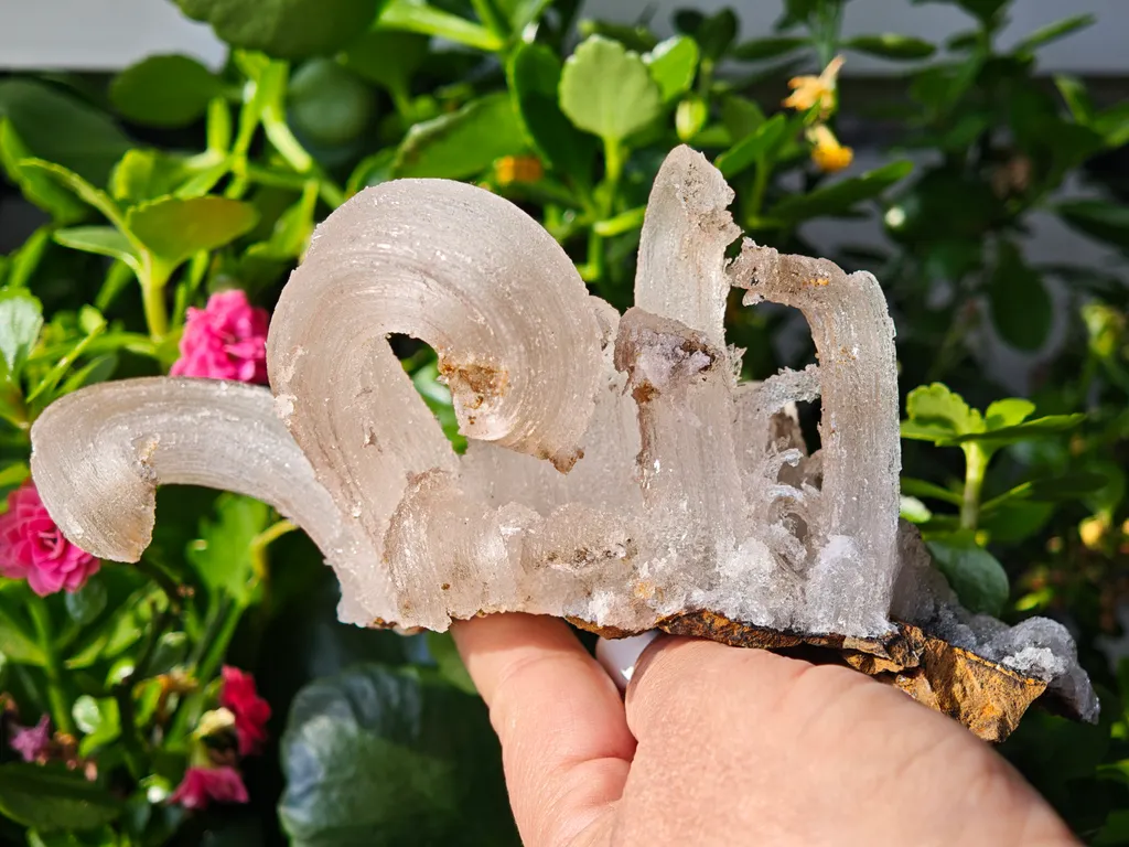 Fibrous Gypsum var. Selenite from Morocco. Beautifull ram’s-horn shape. Its organic fluid elegance is mesmerizing to anyone who sees it - image 6