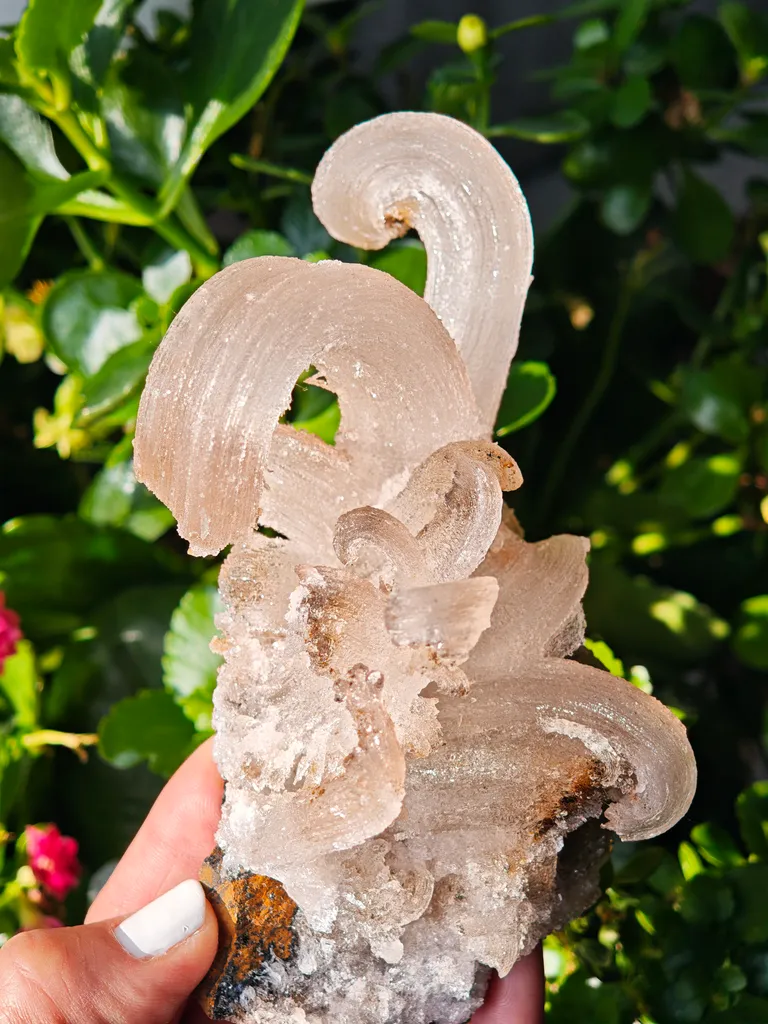 Fibrous Gypsum var. Selenite from Morocco. Beautifull ram’s-horn shape. Its organic fluid elegance is mesmerizing to anyone who sees it image
