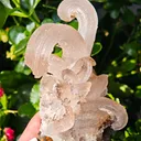 Fibrous Gypsum var. Selenite from Morocco. Beautifull ram’s-horn shape. Its organic fluid elegance is mesmerizing to anyone who sees it - image 1