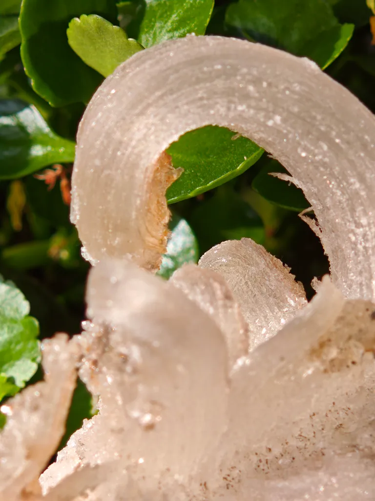 Fibrous Gypsum var. Selenite from Morocco. Beautifull ram’s-horn shape. Its organic fluid elegance is mesmerizing to anyone who sees it - image 3