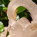 Fibrous Gypsum var. Selenite from Morocco. Beautifull ram’s-horn shape. Its organic fluid elegance is mesmerizing to anyone who sees it - image 3