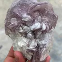 specimen video