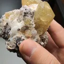 specimen video