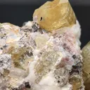 specimen video