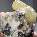specimen video