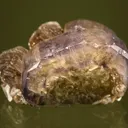 Fluorapatite with Muscovite - image 2