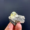 specimen video