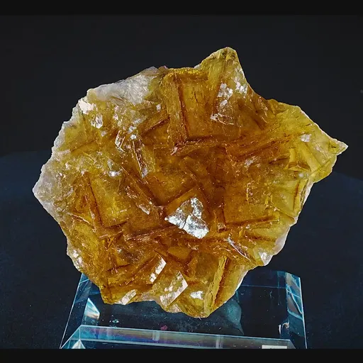 specimen video