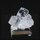 specimen video