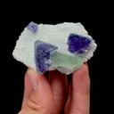 specimen video