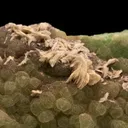 Fluorite - image 2