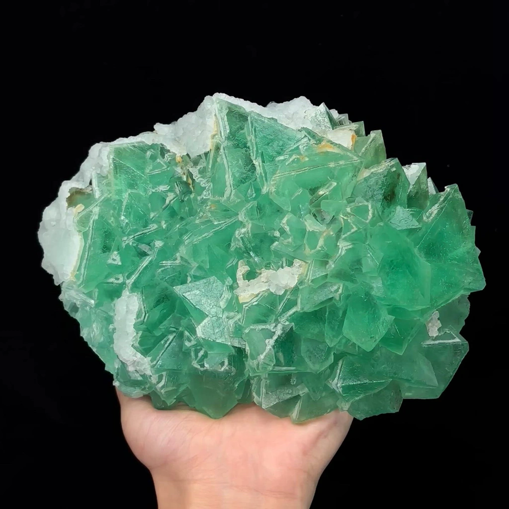 specimen video