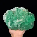 specimen video