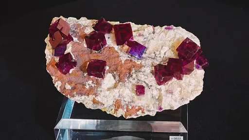specimen video