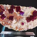 specimen video