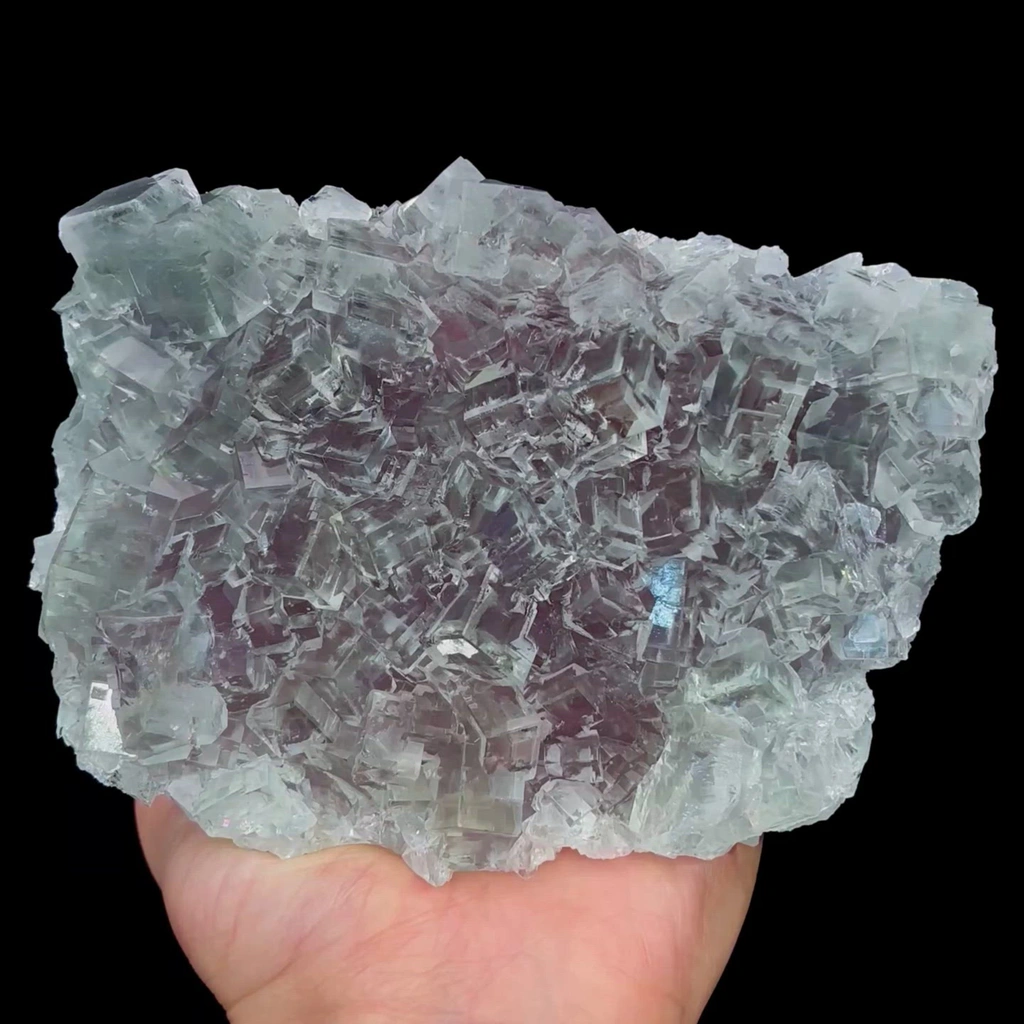 specimen video