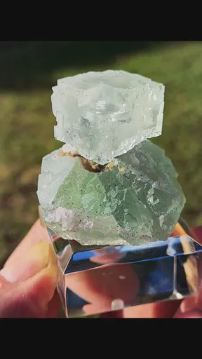 specimen video